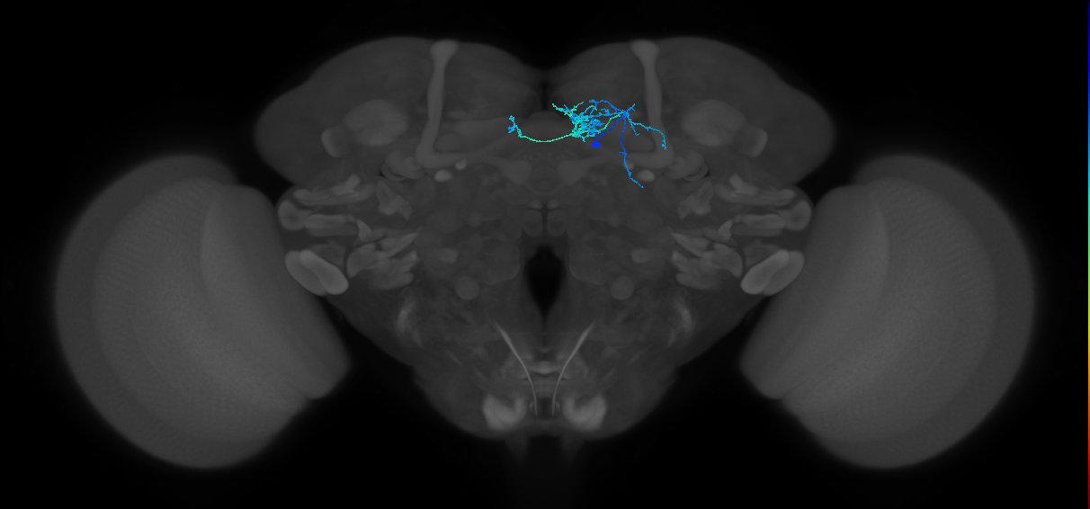 PAM08_e(y4)_R (FlyEM-HB:1141678948)