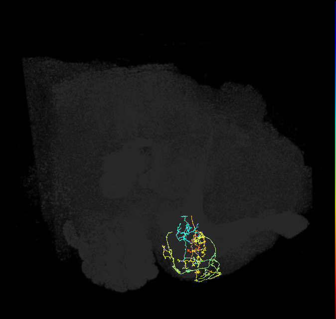 PAM08_e(y4)_R (FlyEM-HB:1051630846)