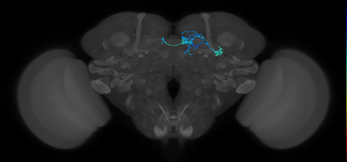 PAM08_e(y4)_R (FlyEM-HB:1051630846)