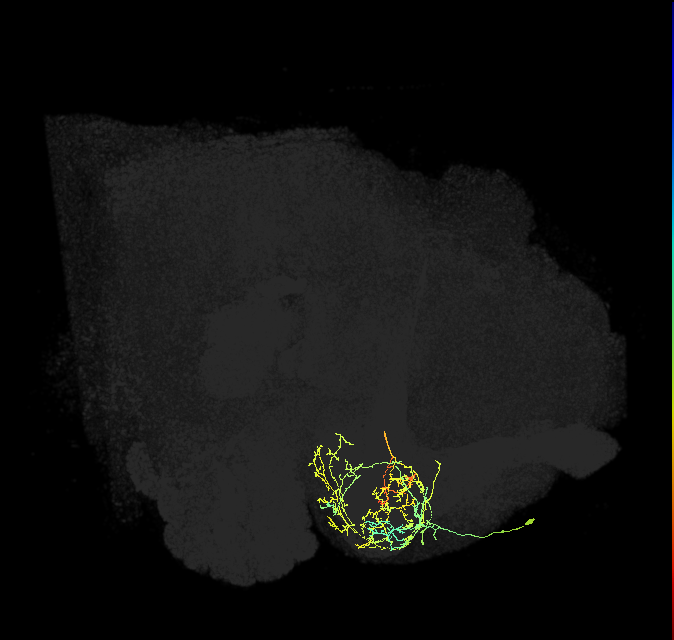 PAM08_e(y4)_R (FlyEM-HB:1141337605)