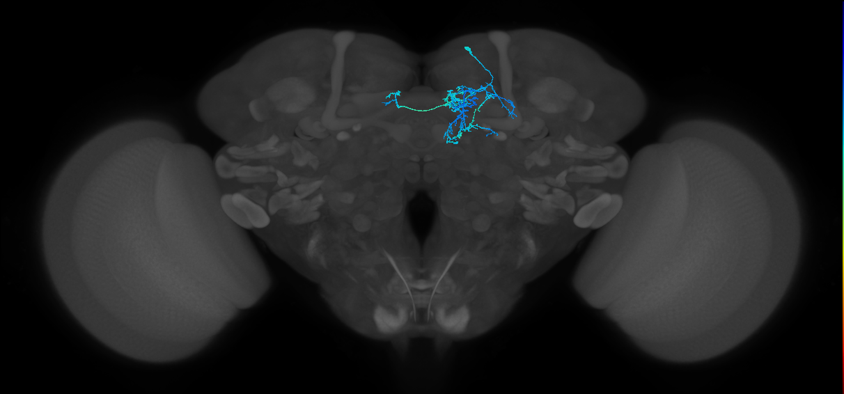 PAM08_e(y4)_R (FlyEM-HB:1141337605)