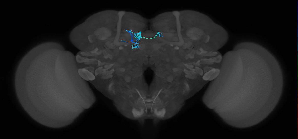 PAM08_e(y4)_L (FlyEM-HB:1140750938)