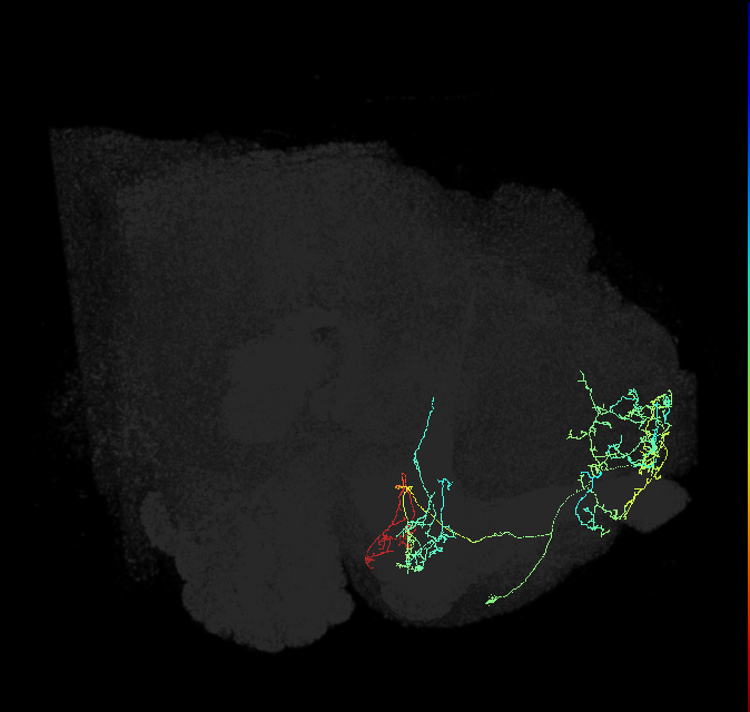 PAM09(B1ped)_R (FlyEM-HB:5813075824)