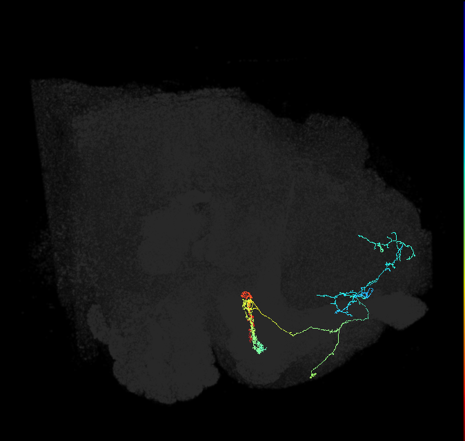 PAM09(B1ped)_R (FlyEM-HB:1048207713)