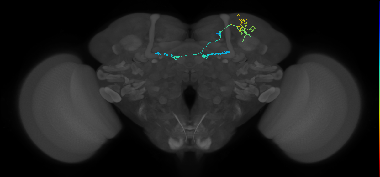 PAM09(B1ped)_R (FlyEM-HB:1048207713)