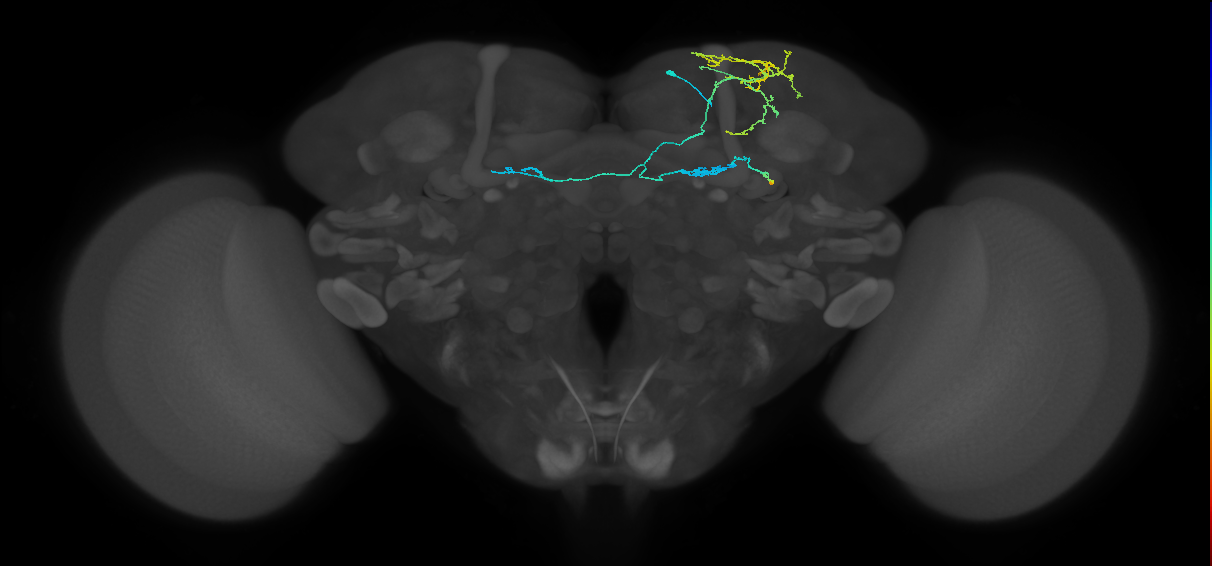 PAM09(B1ped)_R (FlyEM-HB:360941147)