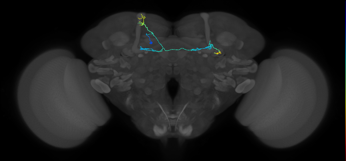 PAM09(B1ped)_L (FlyEM-HB:268725517)