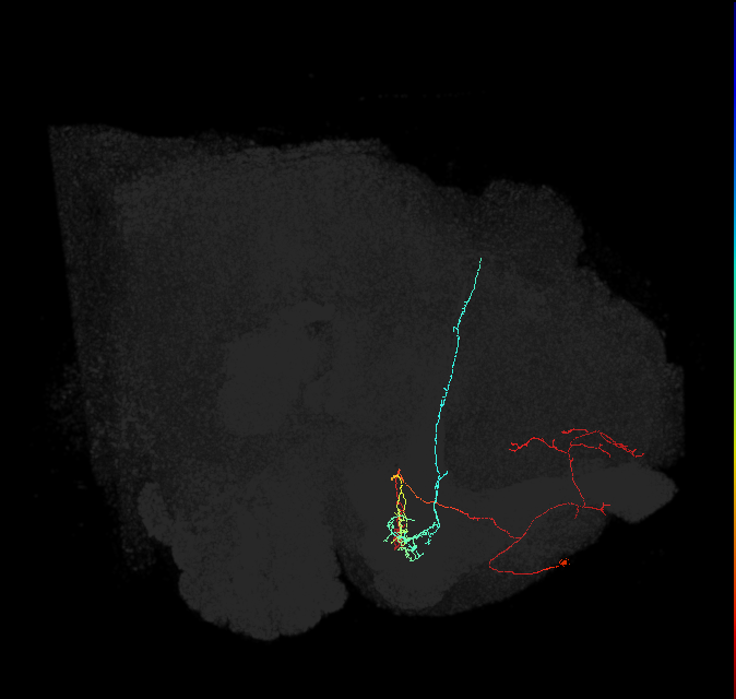 PAM09(B1ped)_L (FlyEM-HB:735282133)
