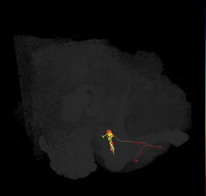 PAM09(B1ped)_L (FlyEM-HB:644896959)
