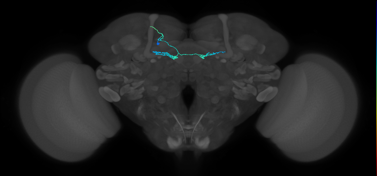 PAM09(B1ped)_L (FlyEM-HB:1048004460)