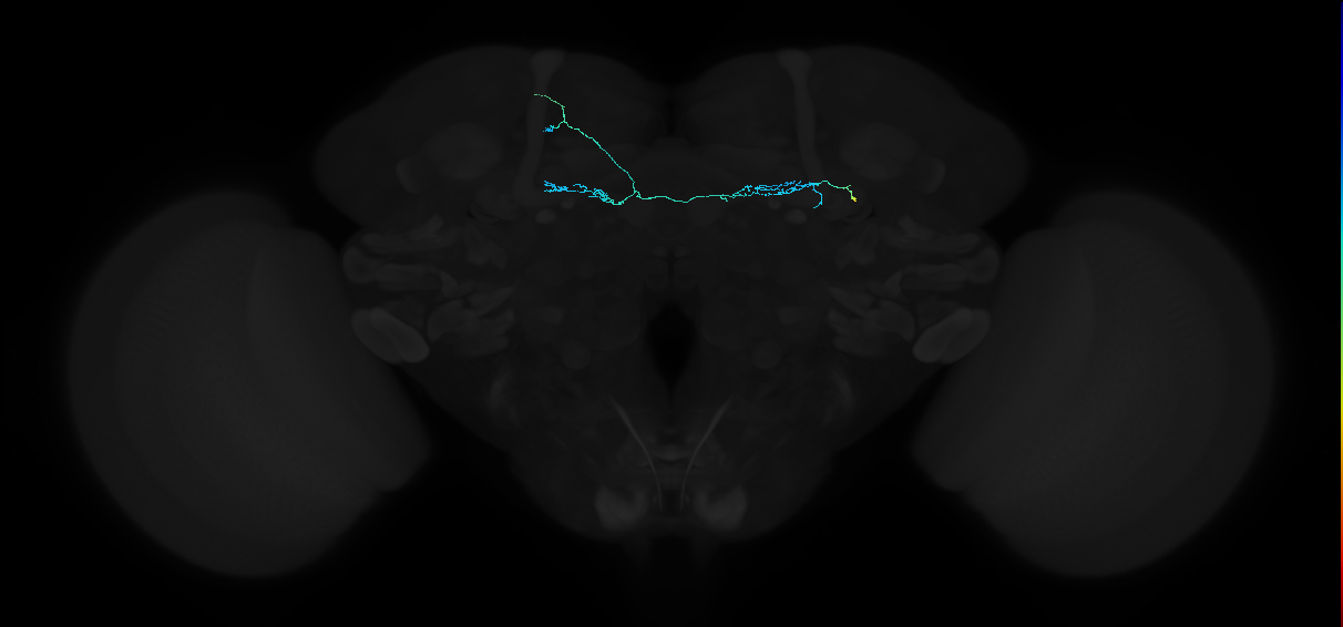 dopaminergic PAM neuron 9
