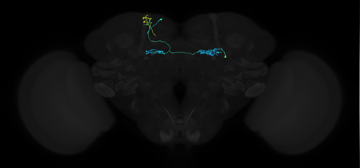 dopaminergic PAM neuron 10