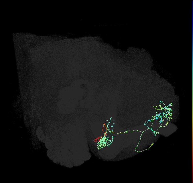 PAM10(B1)_R (FlyEM-HB:328253133)