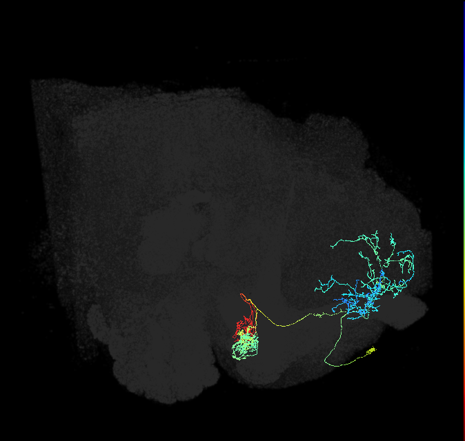 PAM10(B1)_R (FlyEM-HB:328546871)