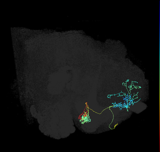 PAM10(B1)_R (FlyEM-HB:359598627)