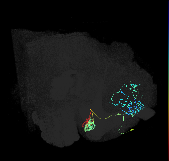 PAM10(B1)_R (FlyEM-HB:455431209)