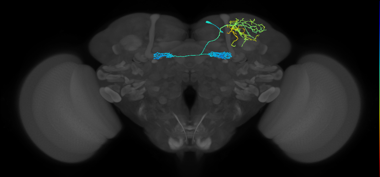PAM10(B1)_R (FlyEM-HB:455431209)