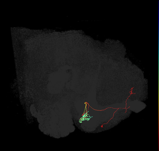 PAM10(B1)_L (FlyEM-HB:454252960)