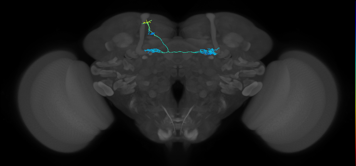 PAM10(B1)_L (FlyEM-HB:454252960)