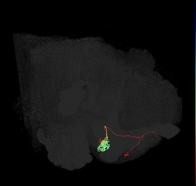 PAM10(B1)_L (FlyEM-HB:582148591)