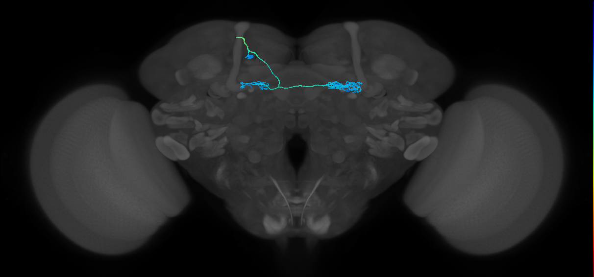 PAM10(B1)_L (FlyEM-HB:582148591)