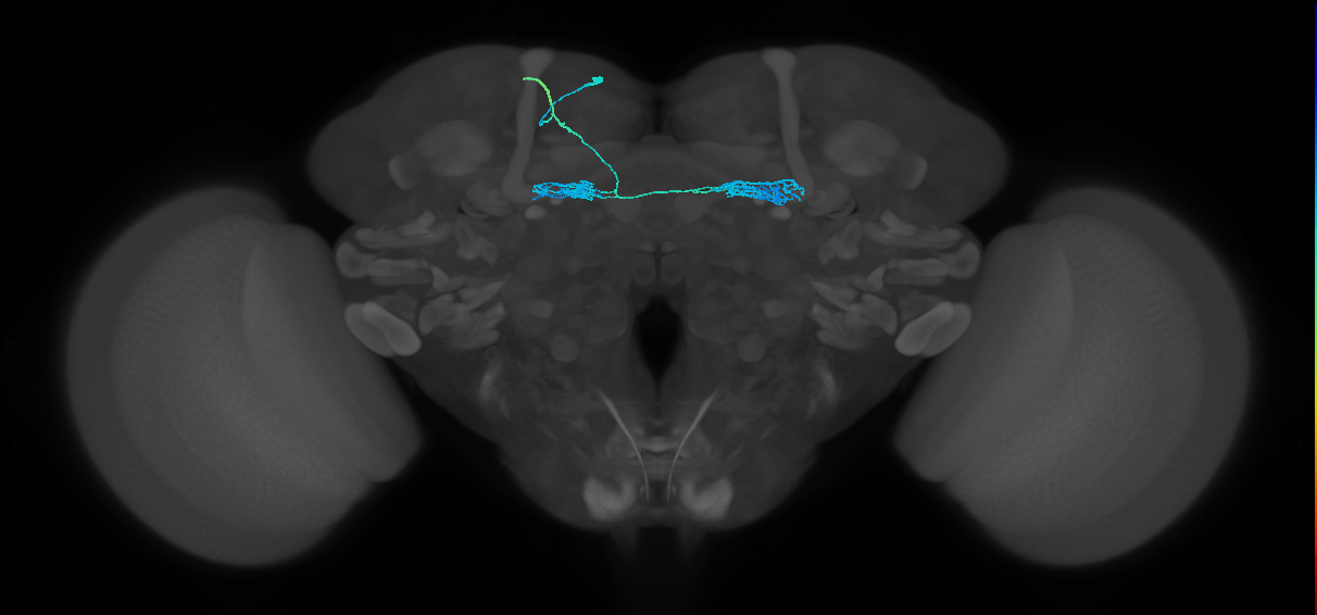PAM10(B1)_L (FlyEM-HB:1328513713)