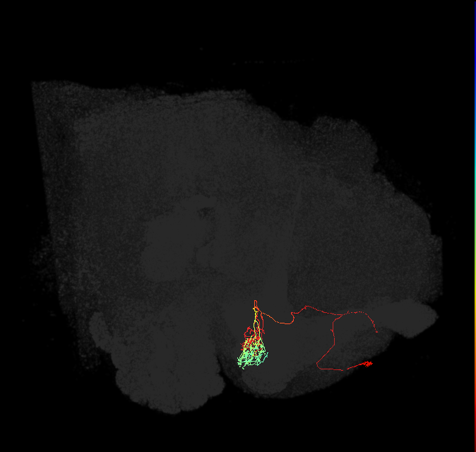 PAM10(B1)_L (FlyEM-HB:643535876)