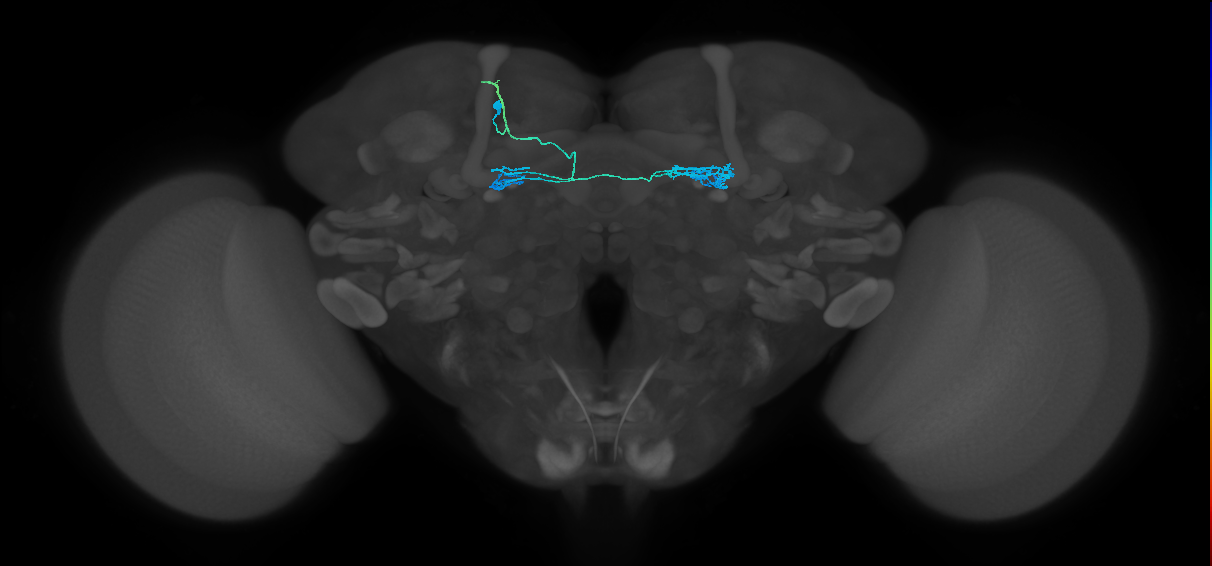 PAM10(B1)_L (FlyEM-HB:1328522741)