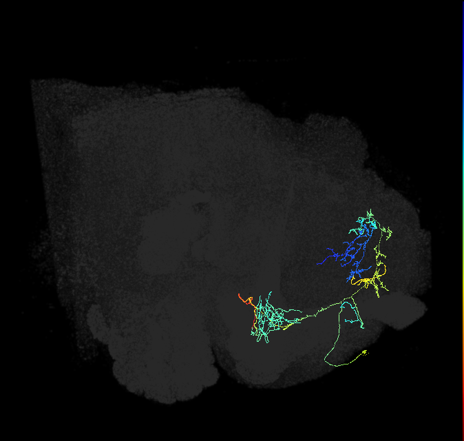 PAM11(a1)_R (FlyEM-HB:1077847238)
