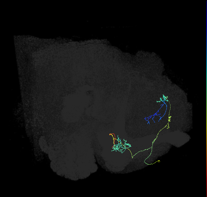 PAM11(a1)_R (FlyEM-HB:513451621)