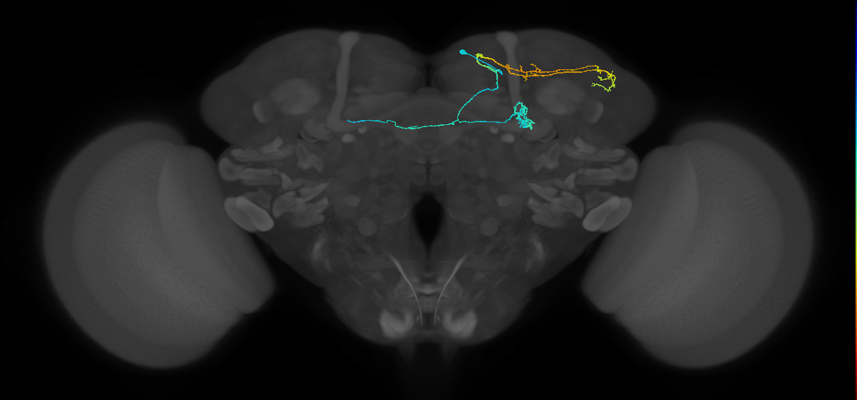 PAM11(a1)_R (FlyEM-HB:513451621)