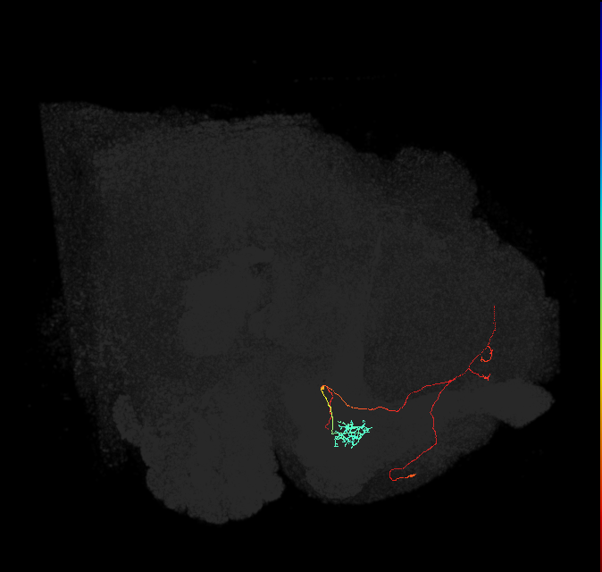 PAM11(a1)_L (FlyEM-HB:766298734)