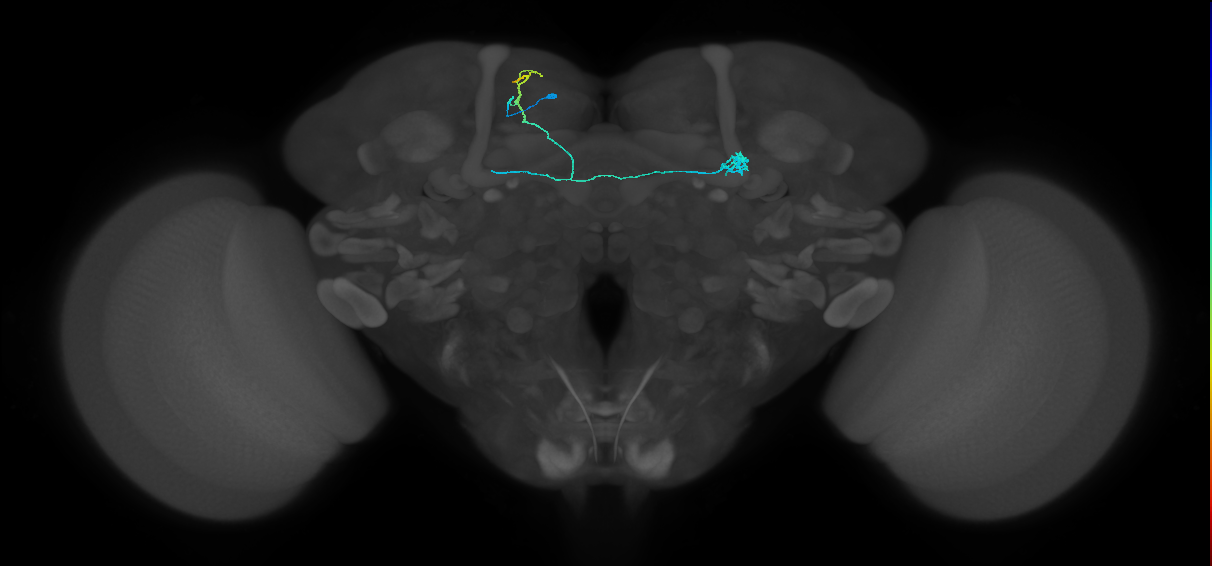 PAM11(a1)_L (FlyEM-HB:766298734)