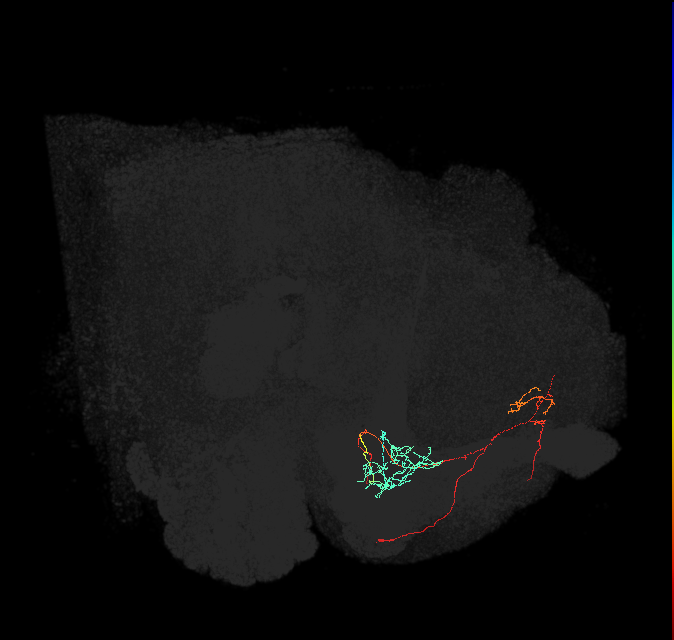 PAM11(a1)_L (FlyEM-HB:1109568718)