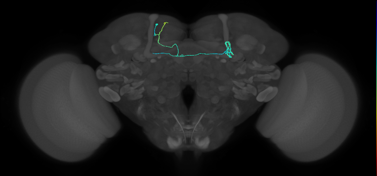 PAM11(a1)_L (FlyEM-HB:1016114585)