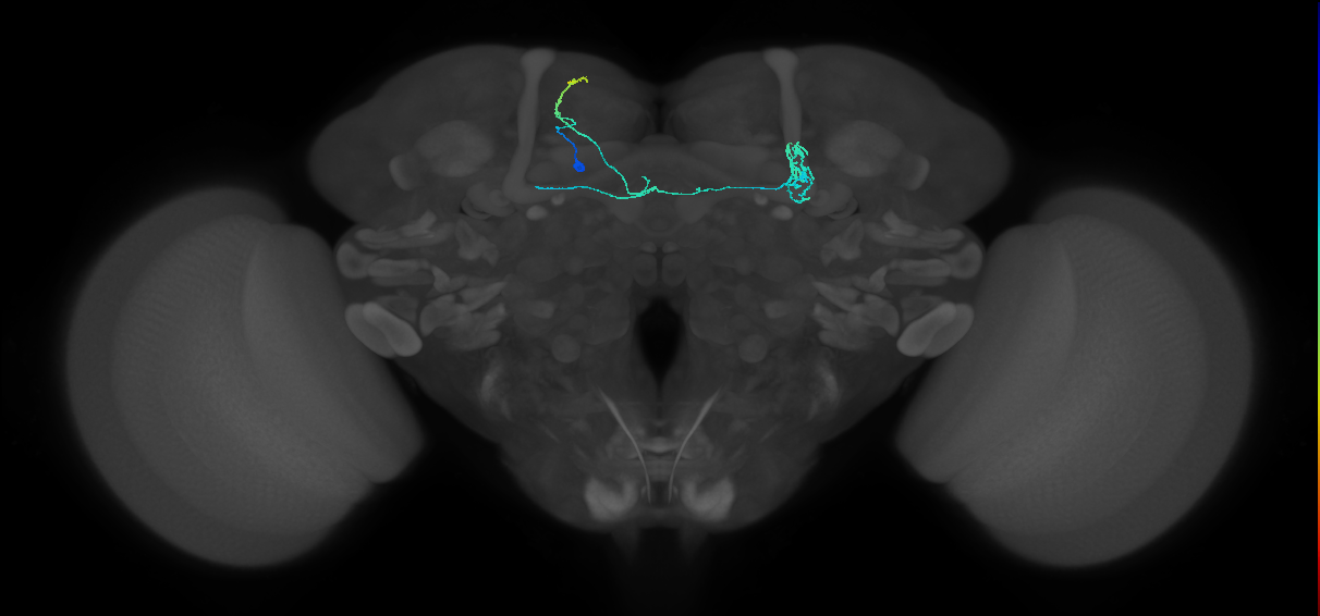 PAM11(a1)_L (FlyEM-HB:1016118449)