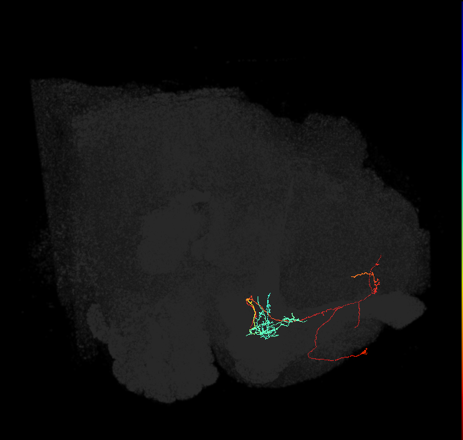 PAM11(a1)_L (FlyEM-HB:1047489962)