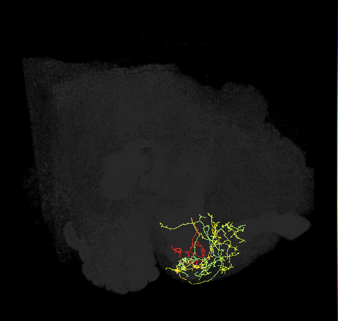 PAM12(y3)_R (FlyEM-HB:829261936)