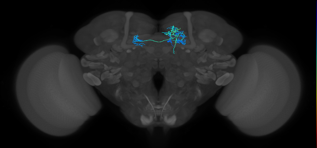 PAM12(y3)_R (FlyEM-HB:829261936)