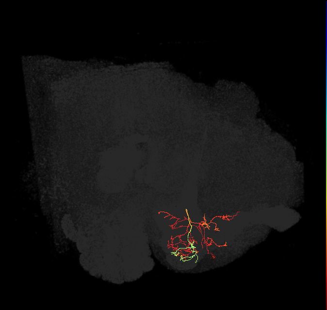 PAM12(y3)_L (FlyEM-HB:1204547624)