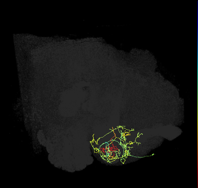 PAM12(y3)_R (FlyEM-HB:5813087817)