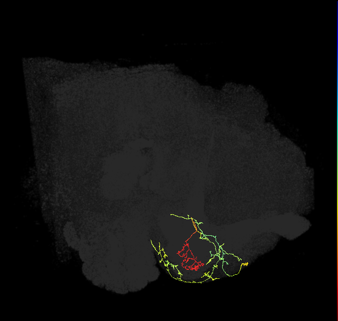 PAM12(y3)_R (FlyEM-HB:863711565)