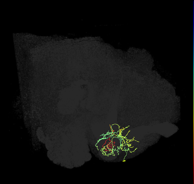 PAM12(y3)_R (FlyEM-HB:862705904)