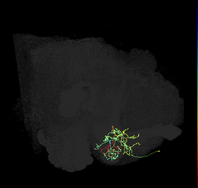 PAM12(y3)_R (FlyEM-HB:5813100896)