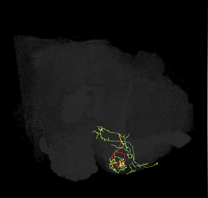 PAM12(y3)_R (FlyEM-HB:1206114100)