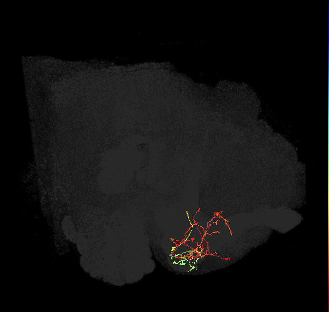 PAM12(y3)_L (FlyEM-HB:5813060817)