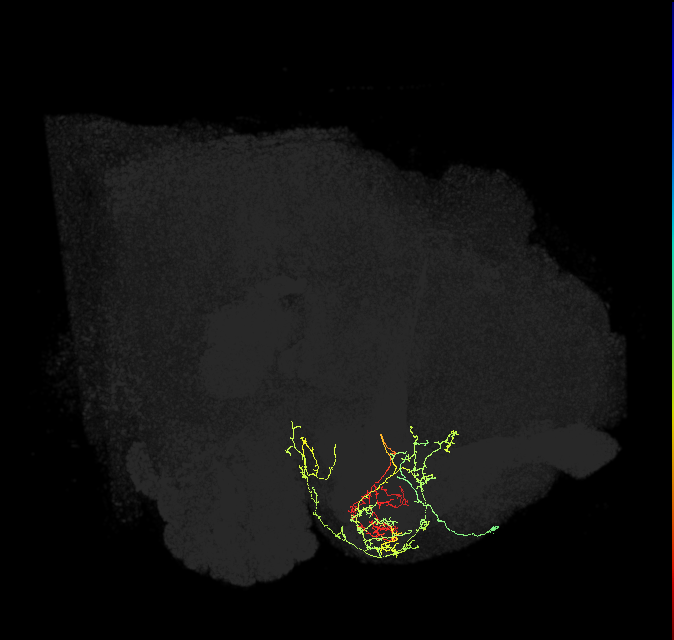 PAM12(y3)_R (FlyEM-HB:983759126)