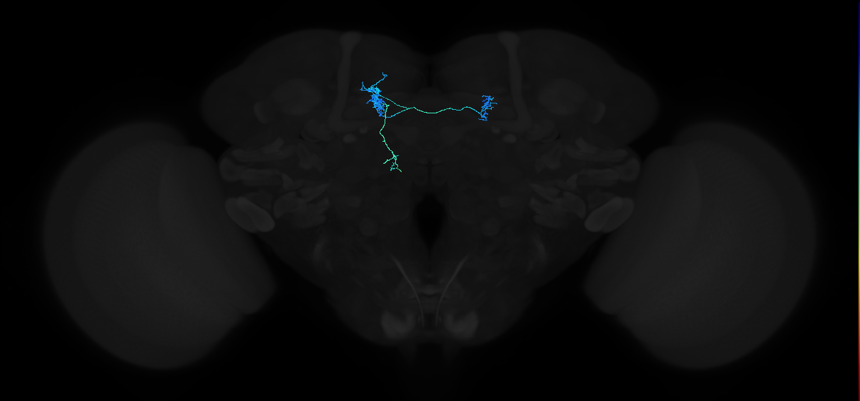 dopaminergic PAM neuron 12