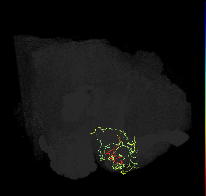 PAM12(y3)_R (FlyEM-HB:1205090786)