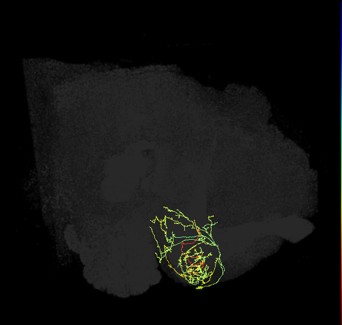 PAM12(y3)_R (FlyEM-HB:1173045815)